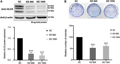 Proteomic analysis of holocarboxylase synthetase deficient-MDA-MB-231 breast cancer cells revealed the biochemical changes associated with cell death, impaired growth signaling, and metabolism